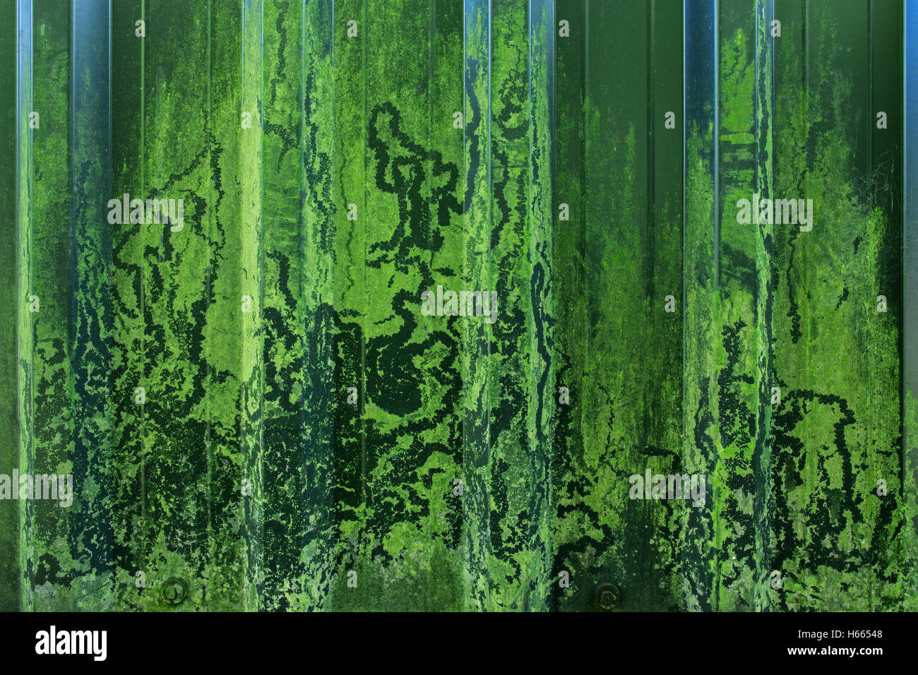 Patterns left by gastropods removing algae with their radulae. Stock Photo