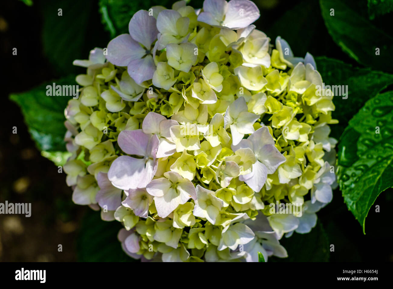Hydrangea macrophylla, Hortensia green and pink flower Stock Photo - Alamy