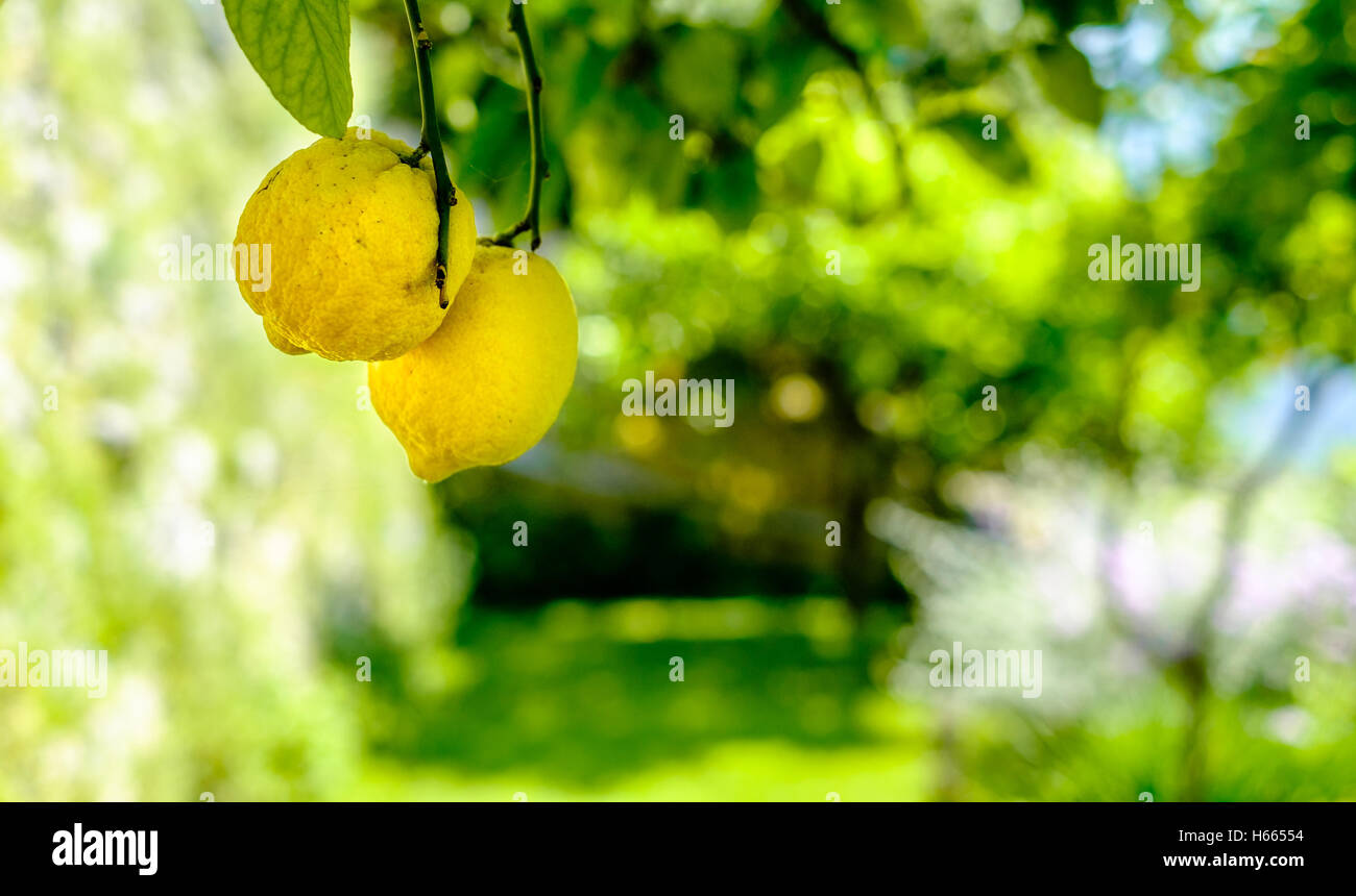 Lemons on a tree. Amalfi coast symbol, Italy Stock Photo