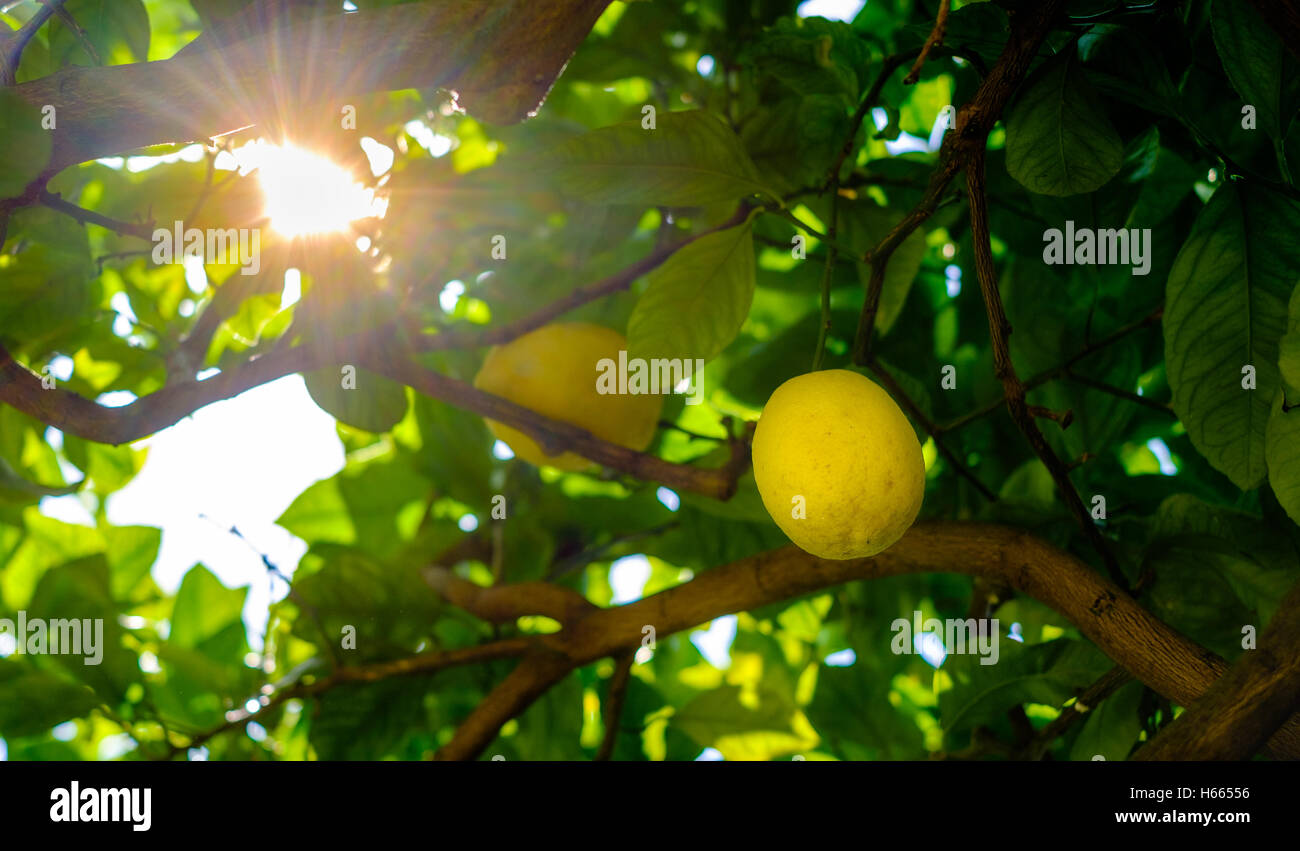 Lemons on a tree. Amalfi coast symbol, Italy Stock Photo