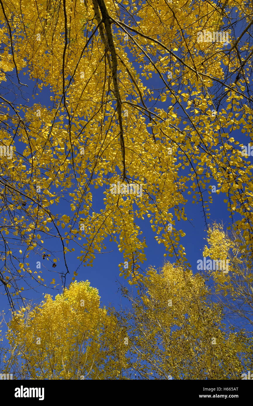 Aspen trees Fall and Autumn colours, Scotland Stock Photo