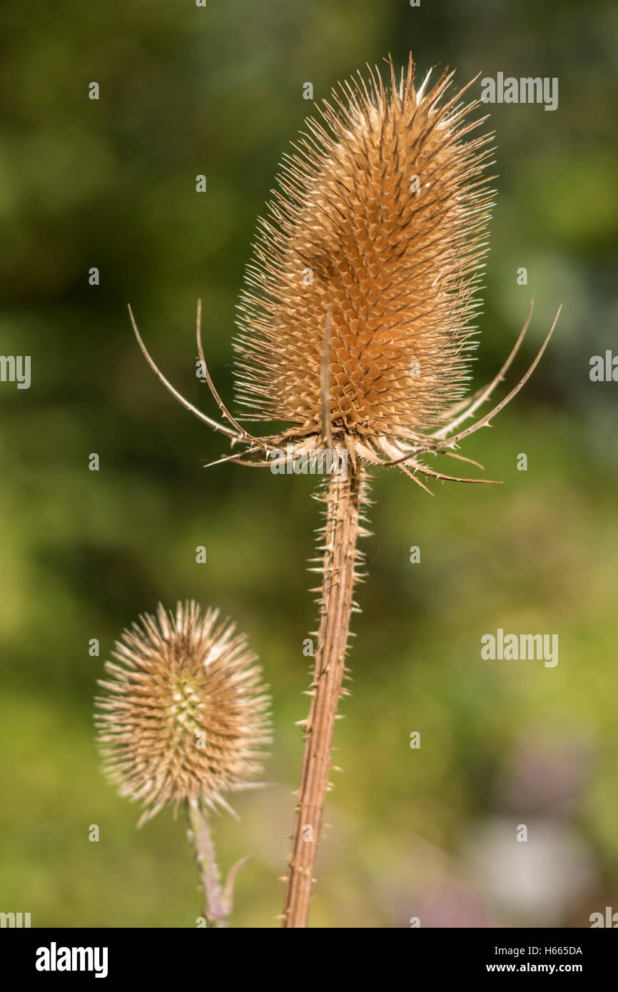 Beautiful leaves, shrubbery and trees, pictured at Harlow Carr Gardens in Harrogate, North Yorkshire Stock Photo