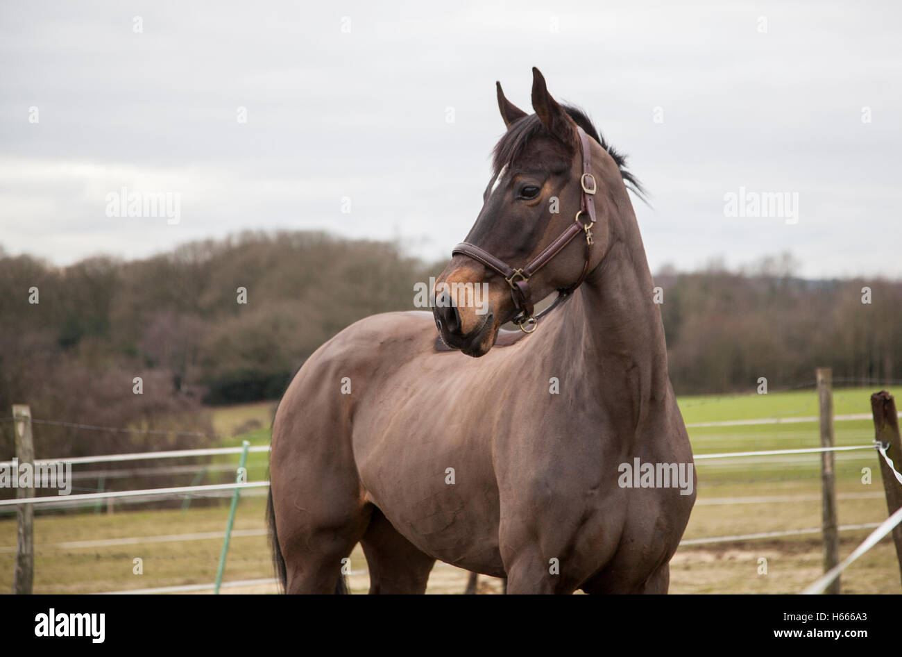 Brown horse with head turned, showing head and part of upper body Stock