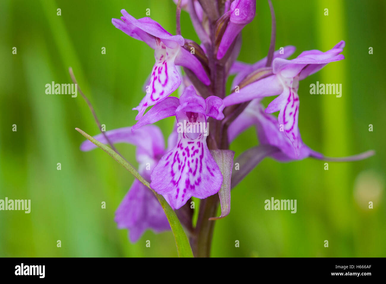 Pugsley's marsh orchid (Dactylorhiza traunstinerioides) flower growing in meadow, Norfolk, England, UK Stock Photo