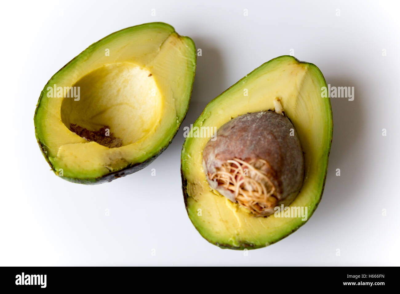 Brazilian avocado (Portuguese abacate) split fruit with seed, root and