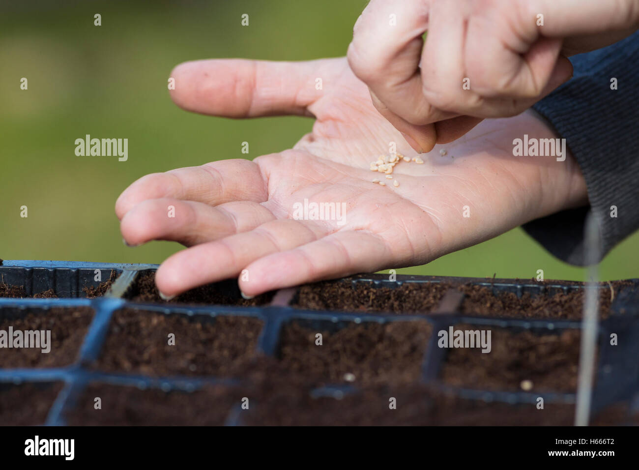 gardener sowing seeds Stock Photo