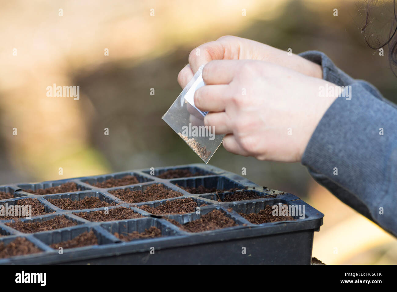 gardener sowing seeds Stock Photo