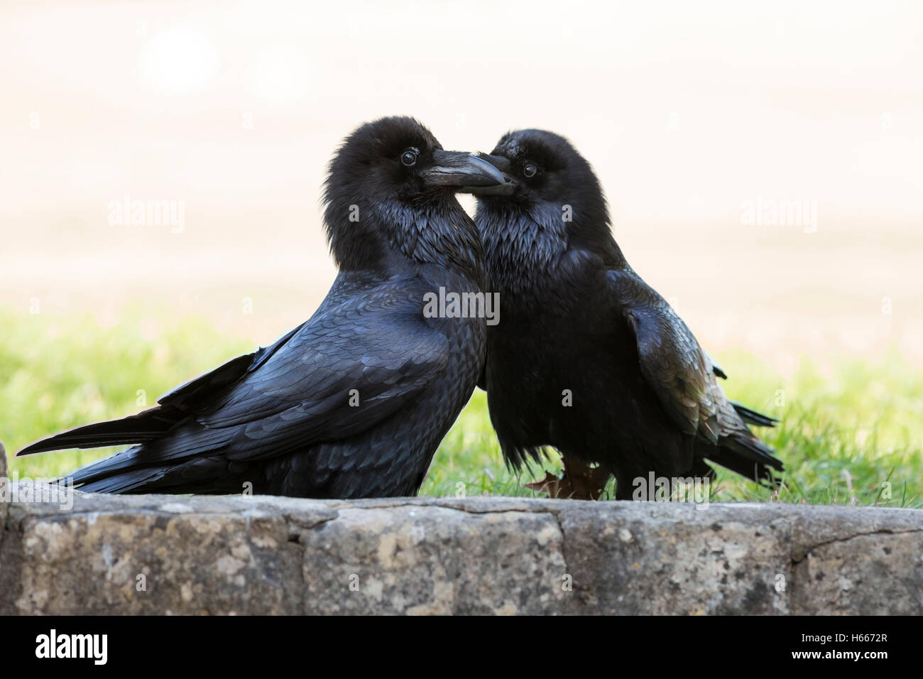 ravens breeding pair Stock Photo