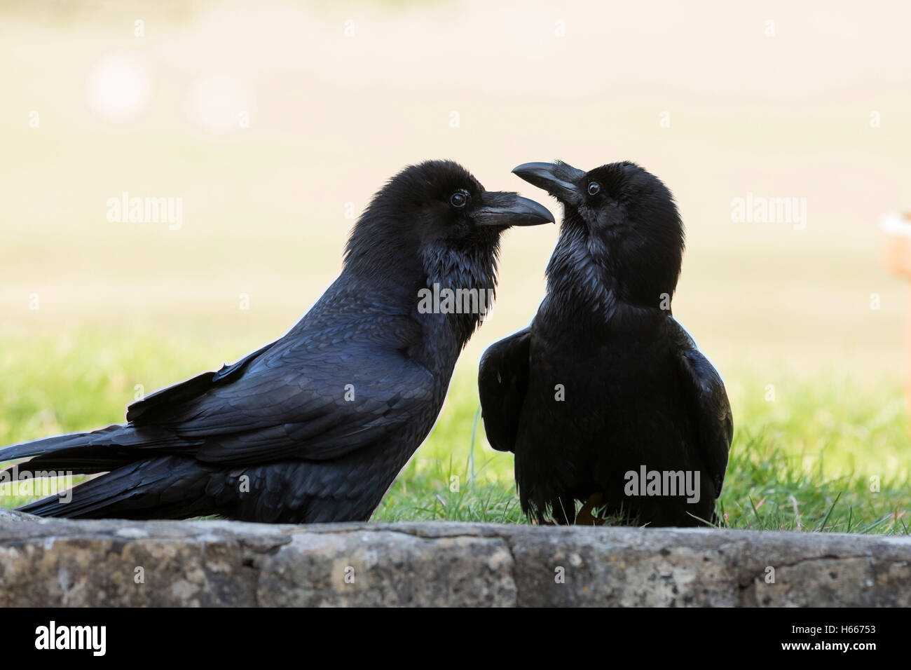 ravens breeding pair Stock Photo