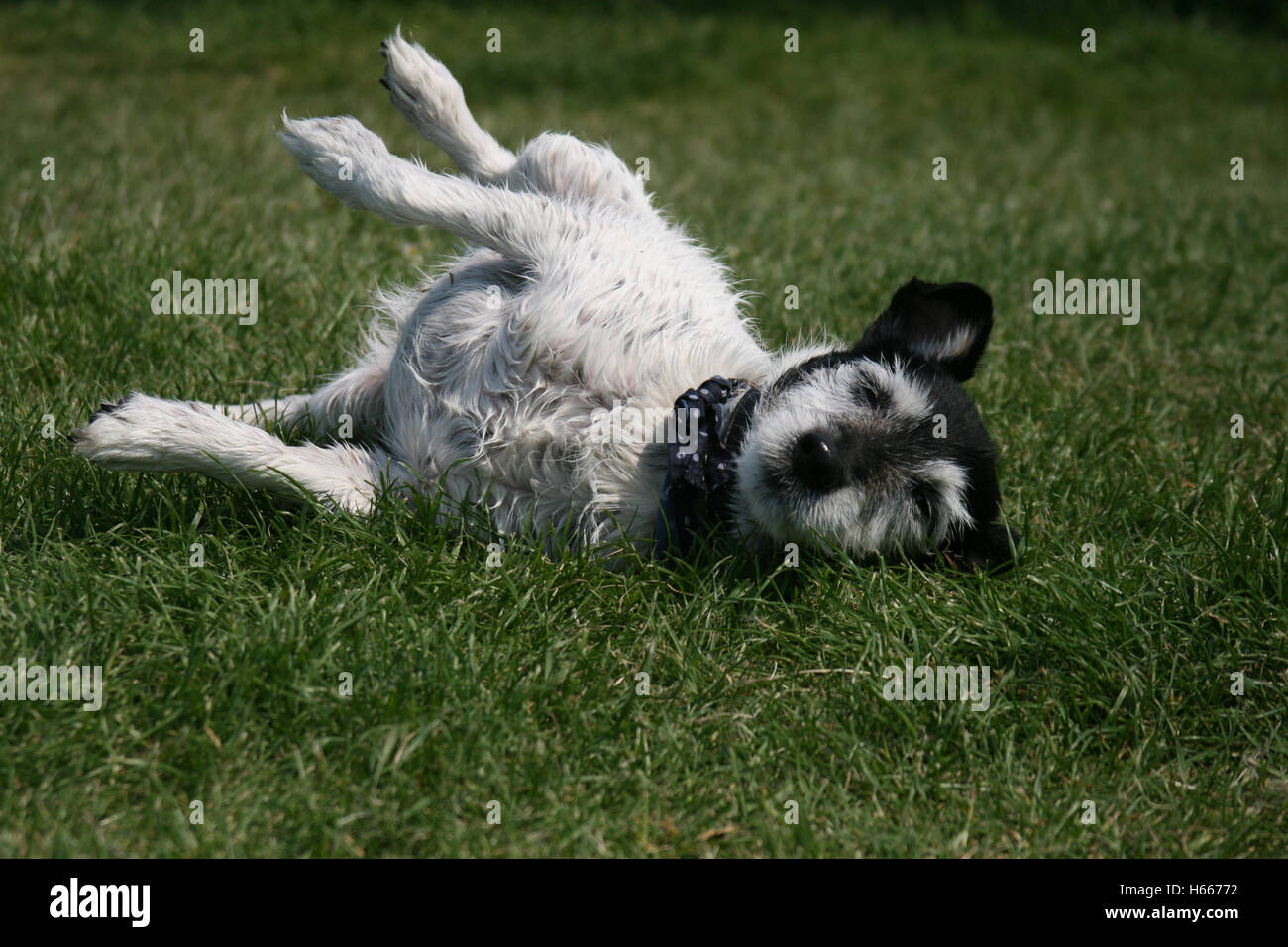 wet dog rolling on the grass Stock Photo Alamy