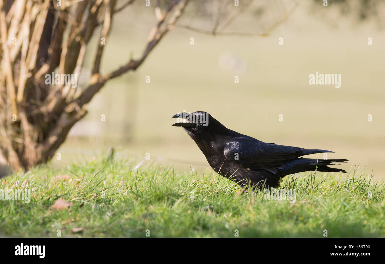 common raven feeding Stock Photo - Alamy