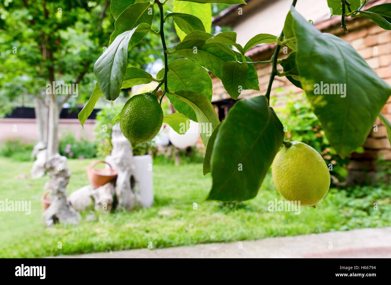 Are Lemon Tree Roots Poisonous To Dogs