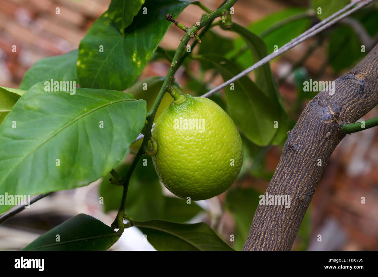 Are Lemon Tree Roots Poisonous To Dogs