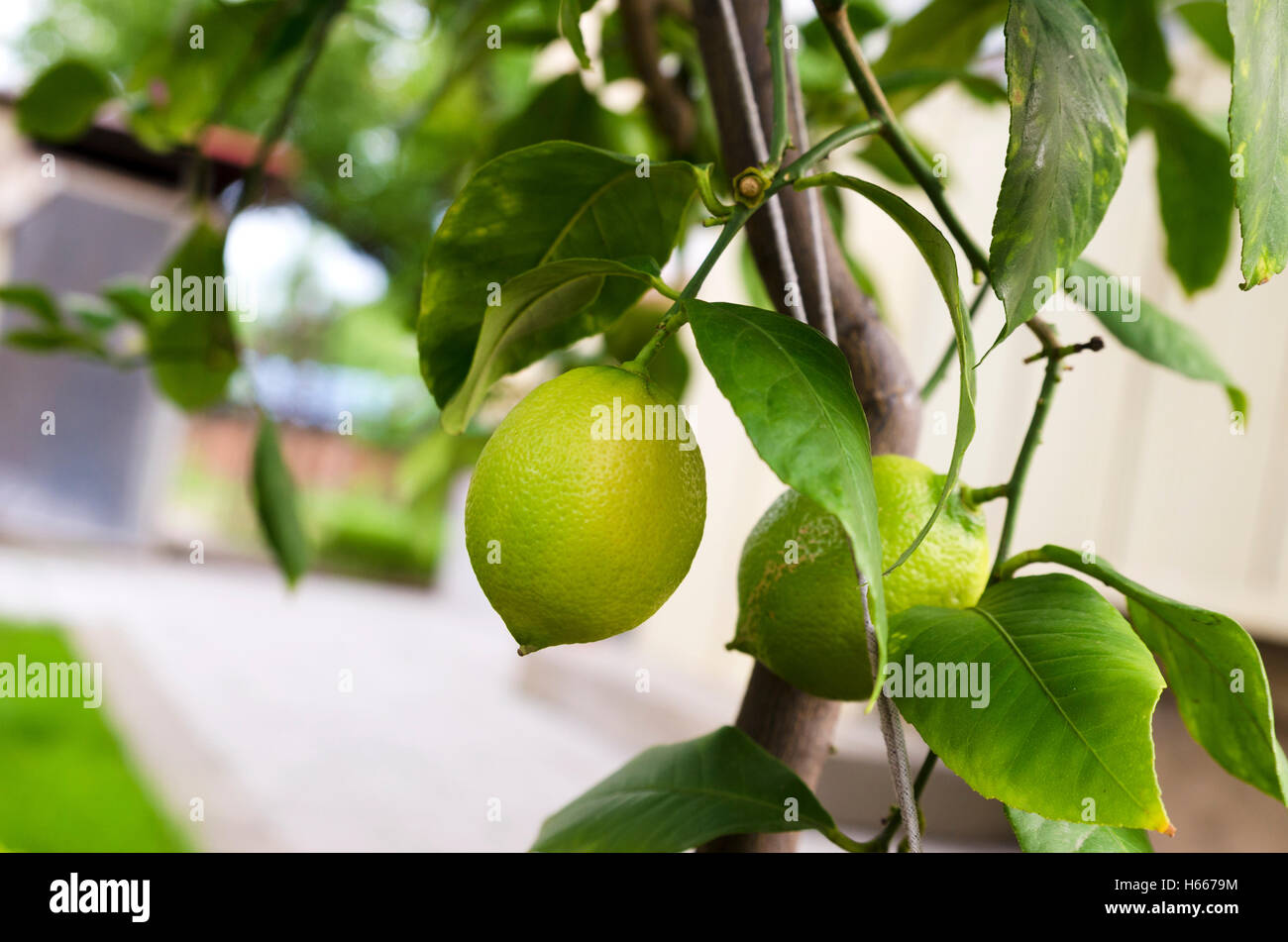 Are Lemon Tree Roots Poisonous To Dogs