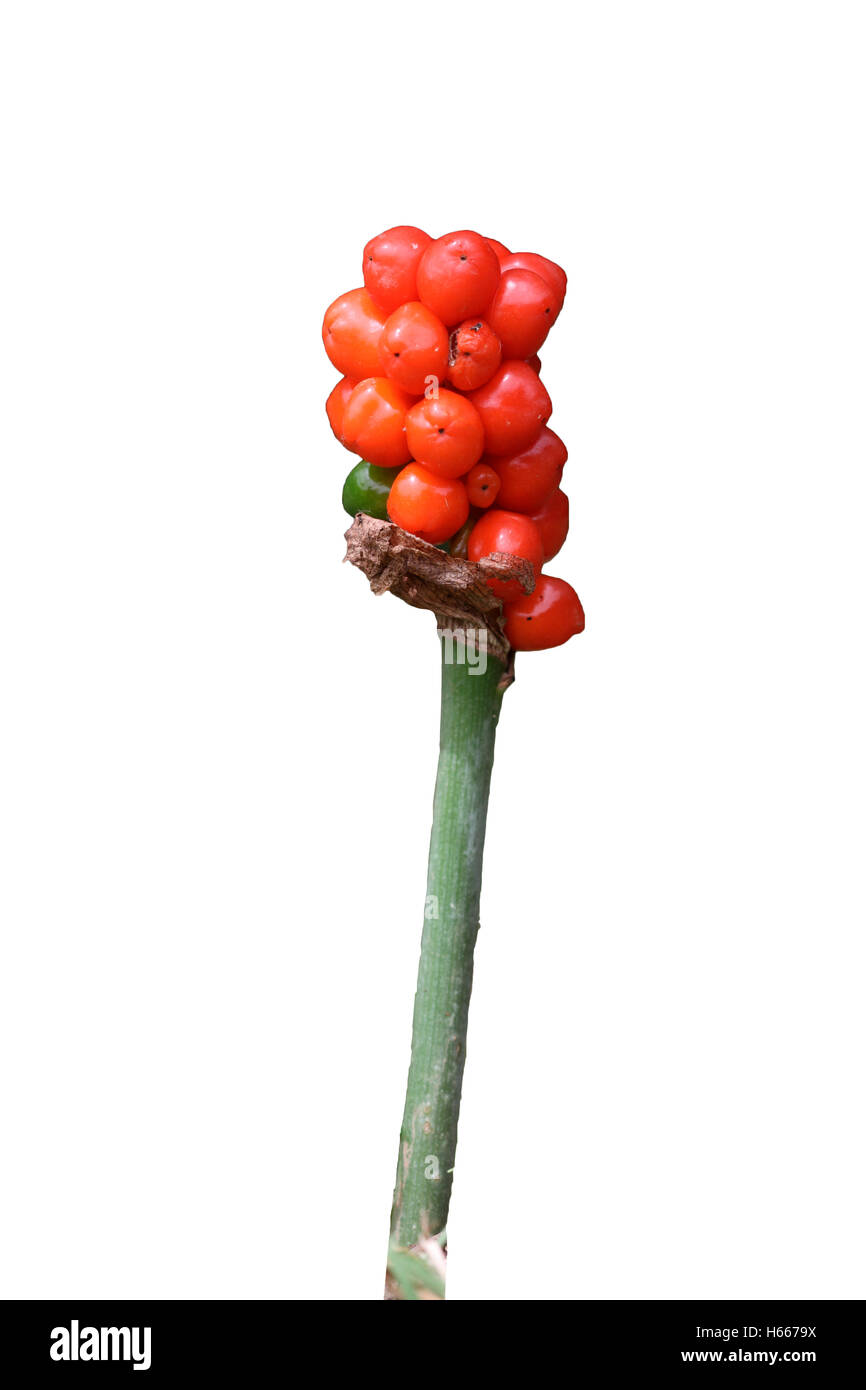 Cuckoo pint or Wild arum or Lords and Ladies plant, berries, Midlands, July 2010 Stock Photo