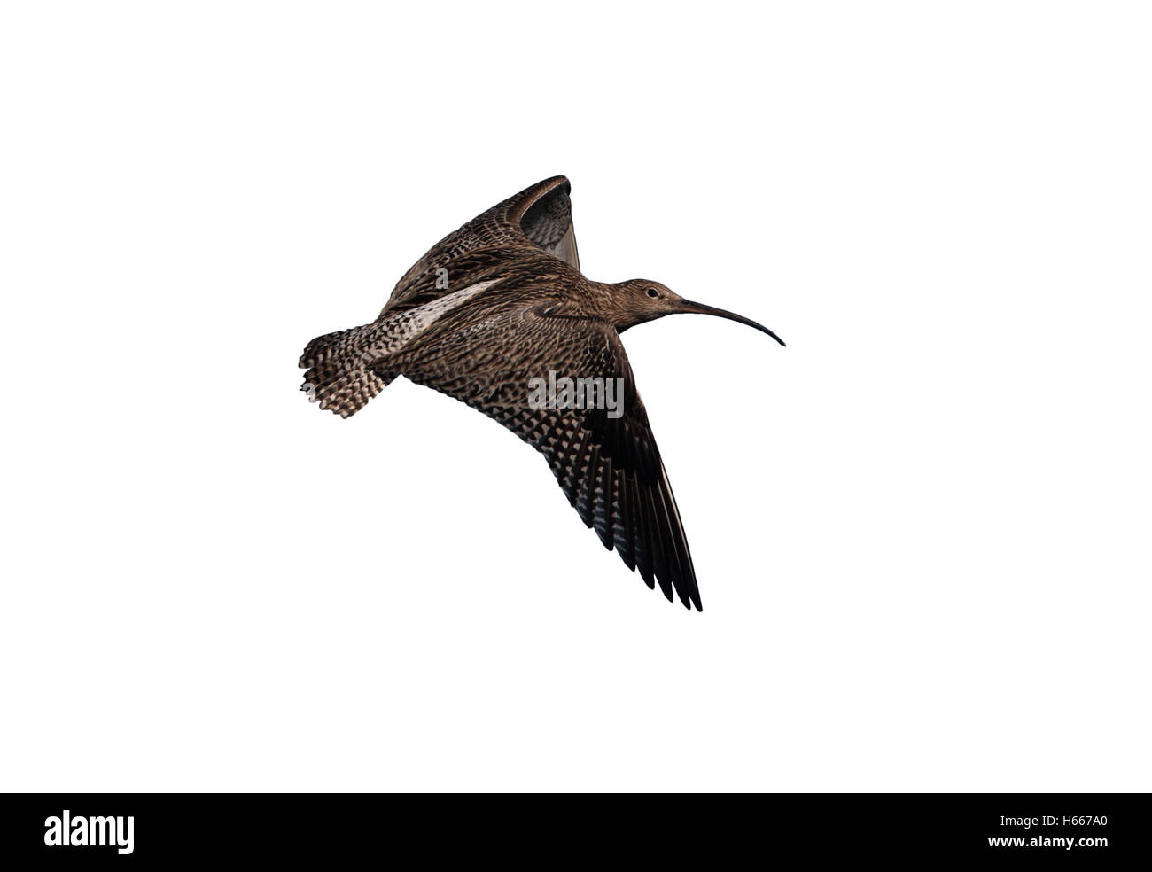 Curlew, Numenius arquata, flight, North Yorkshire, spring Stock Photo