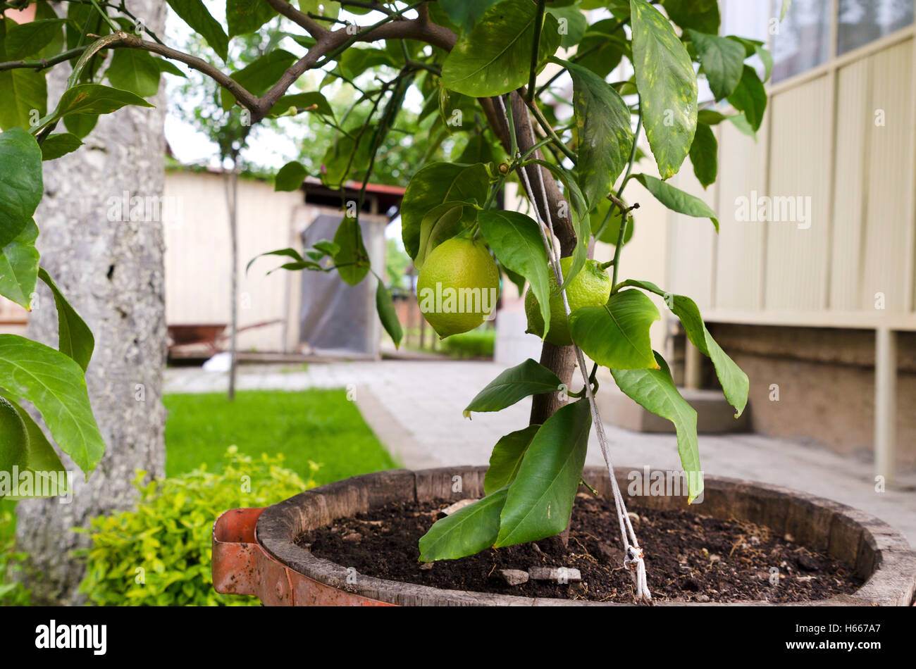Are Lemon Tree Roots Poisonous To Dogs