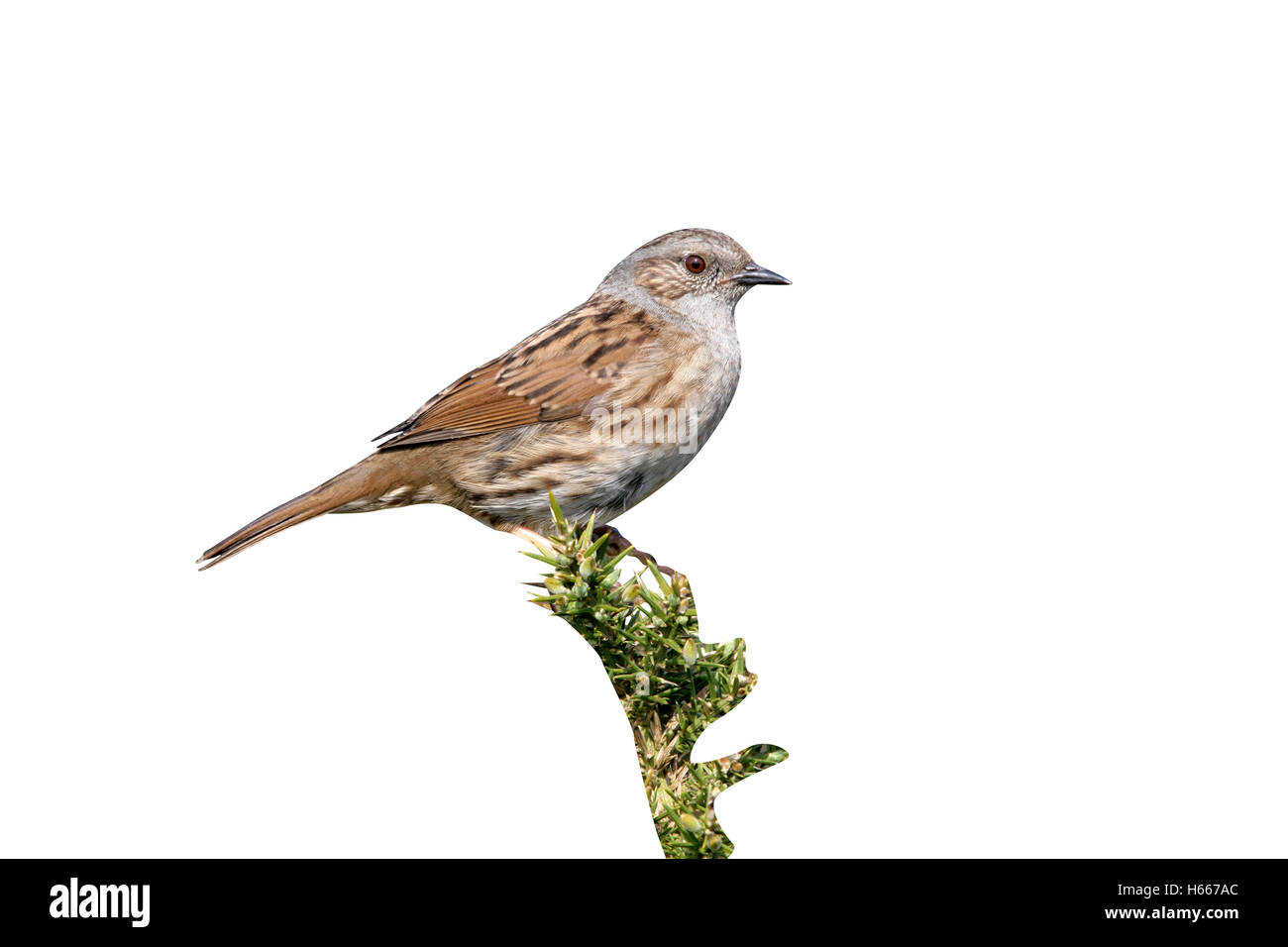Dunnock or hedge sparrow, Prunella modularis, single bird on gorse Stock Photo