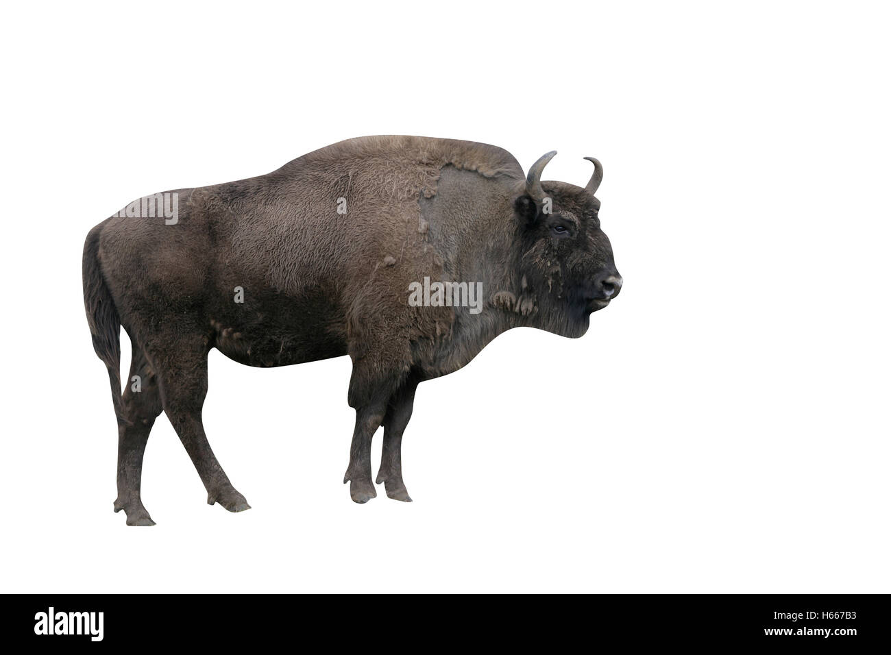 European bison, Bison bonasus, singe mammal on grass Stock Photo