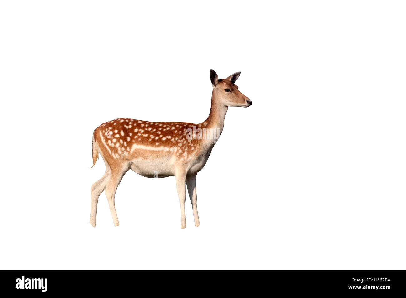 Fallow deer, Dama dama, single female on grass, Kent, September 2010 Stock Photo