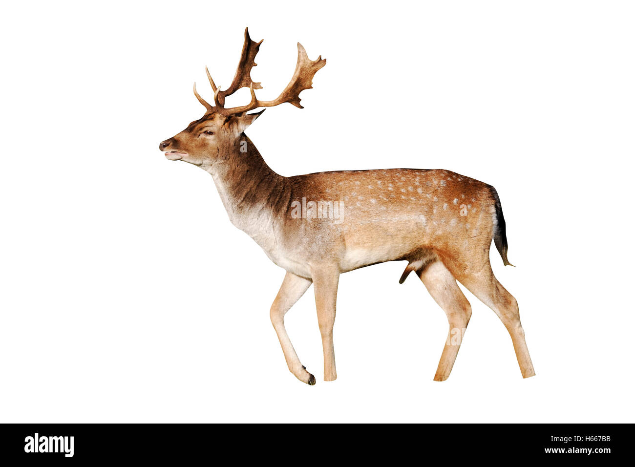 Fallow deer, Dama dama, Single male with antlers on grass, Richmond Deer Park, London, October 2010 Stock Photo