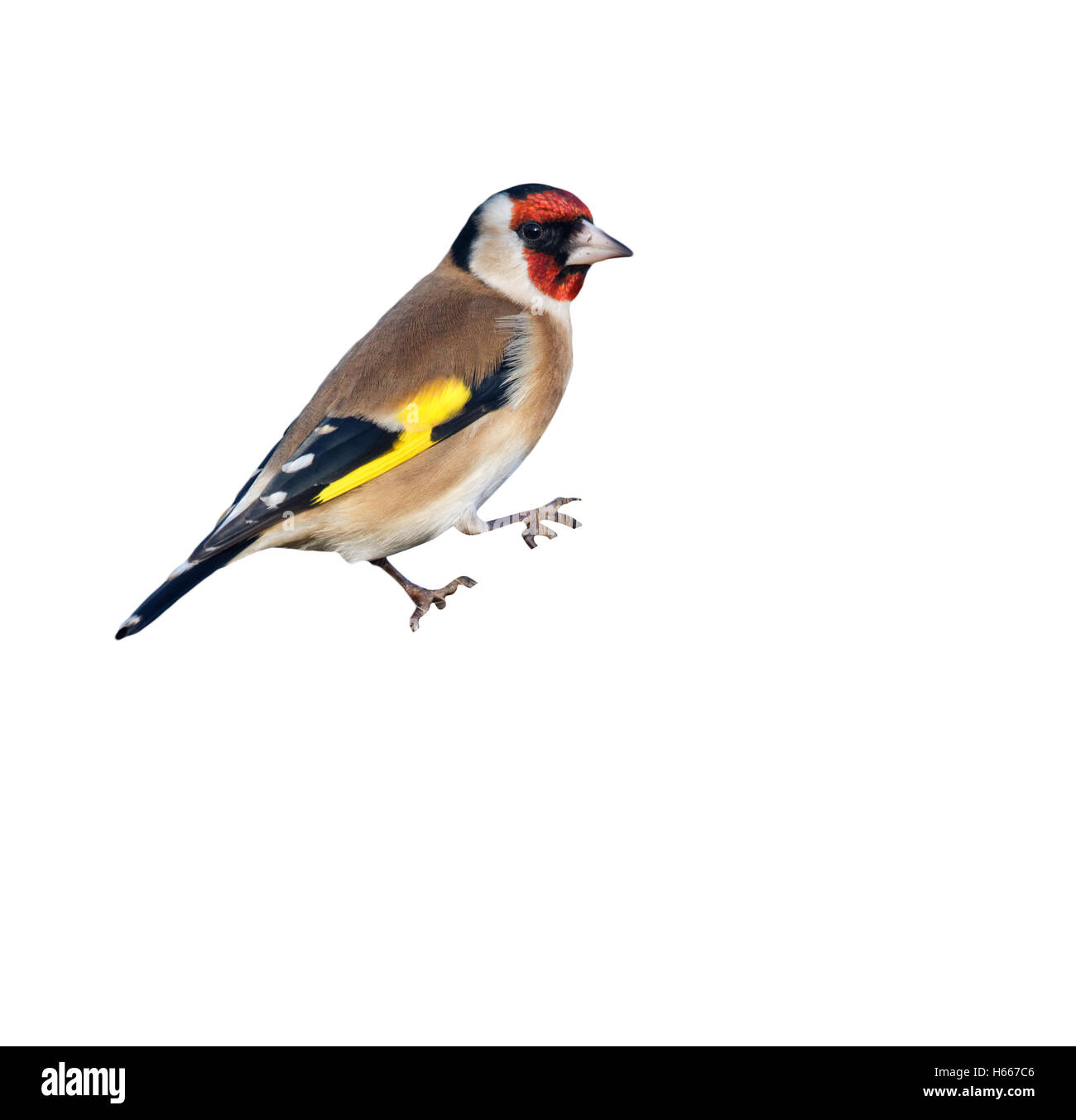 Goldfinch, Carduelis carduelis, Single bird on Teasel, Warwickshire, January 2013 Stock Photo