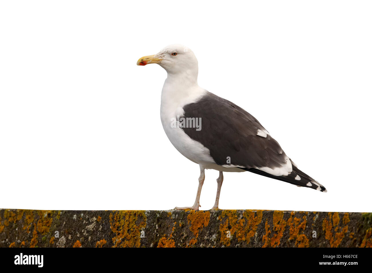 Great black-backed gull, Larus marinus, single bird on wall, Highlands, Scotland, November 2012 Stock Photo