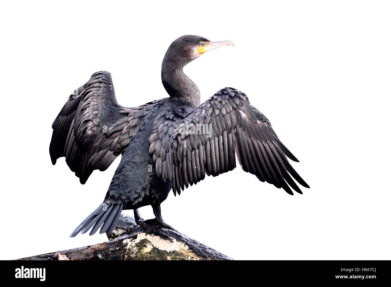 Cormorant, Phalacrocorax carbo, single bird perched on branch with wings spread for drying, Midlands, September 2010 Stock Photo