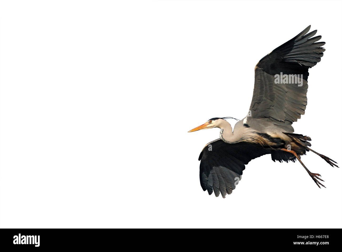 Grey heron, Ardea cinerea, single bird in flight, London, February 2013 Stock Photo