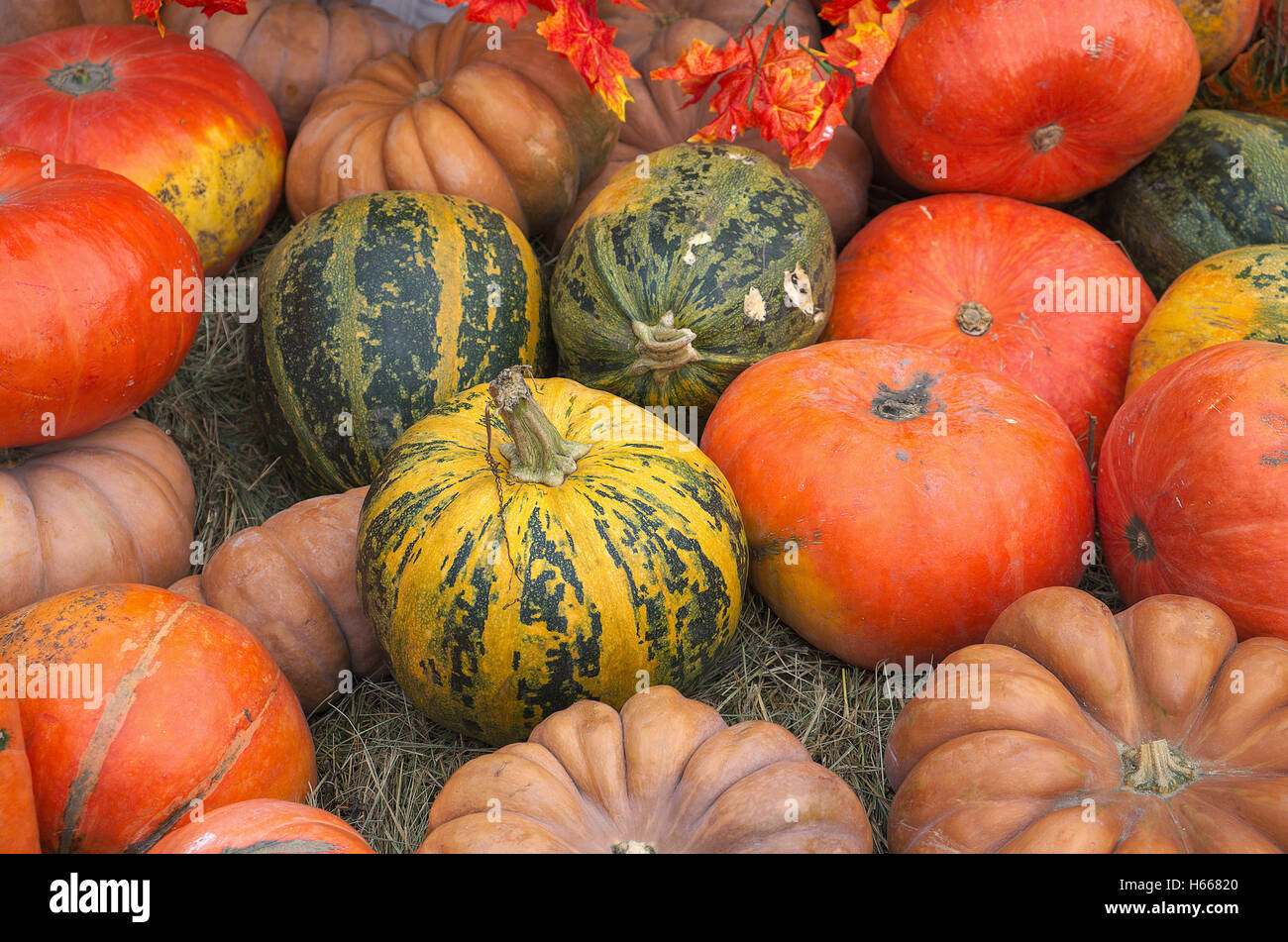 still life with pumpkins Stock Photo - Alamy