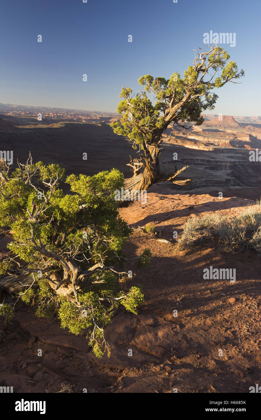 Utah, Canyonlands National Park, Island in the Sky, Park landscape from Green River Overlook Stock Photo
