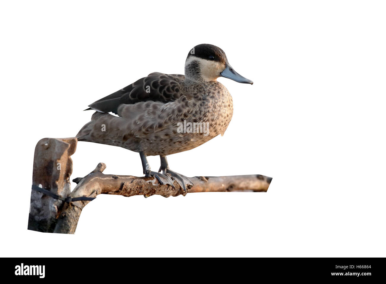Hottentot teal, Anas hottentota, single bird by water, South Africa, August 2015 Stock Photo