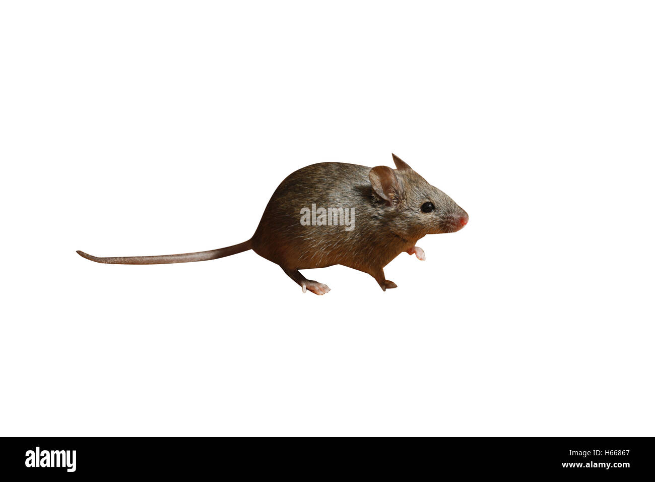 House mouse, Mus musculus, Midlands, UK Stock Photo