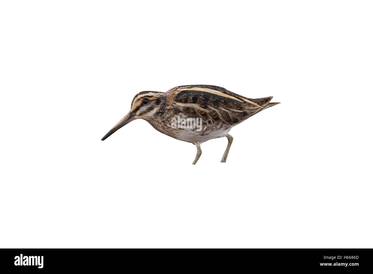 Jack snipe,Lymnocryptes minimus, single bird in water, Warwickshire, October 2012 Stock Photo