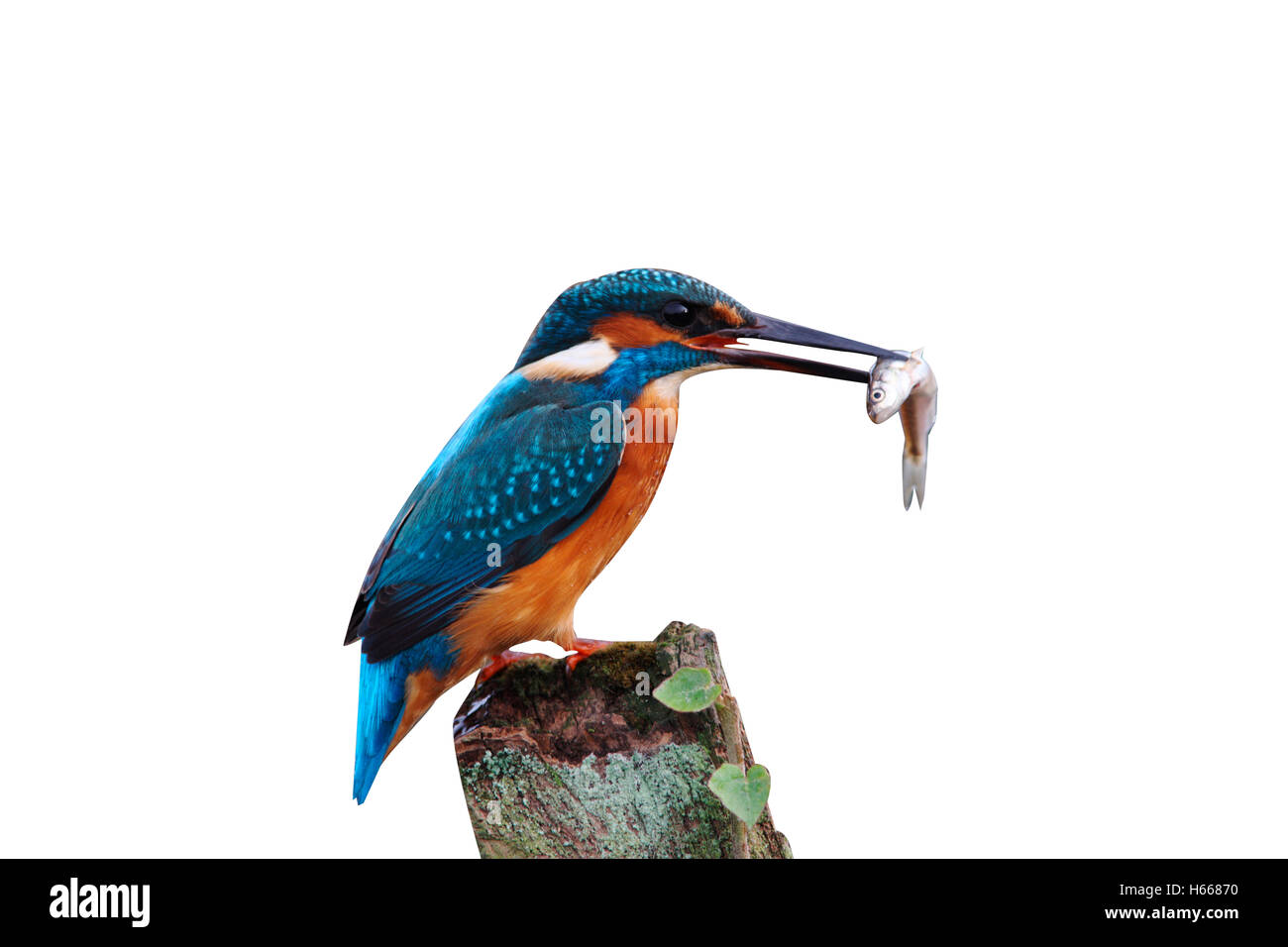 Kingfisher, Alcedo atthis, On post with fish, Worcestershire, Oct 2009 Stock Photo