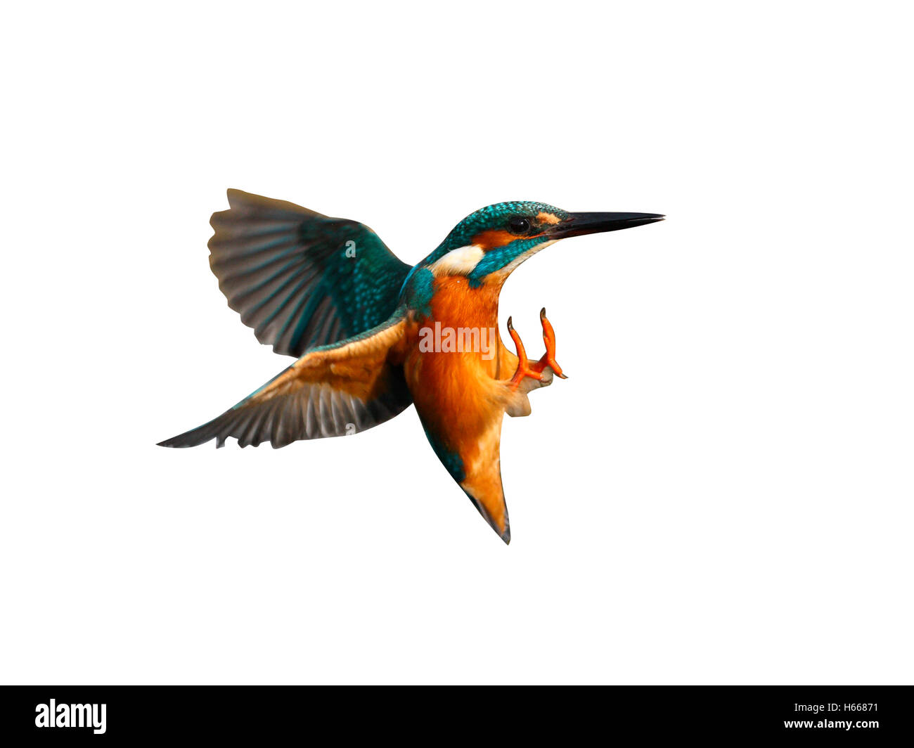 Kingfisher, Alcedo atthis, Diving for fish, Worcestershire, November 2009 Stock Photo