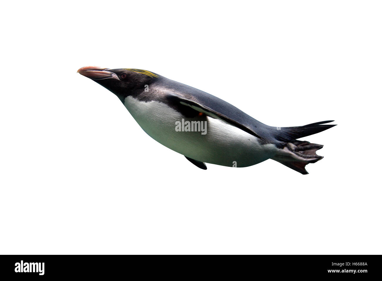Macaroni penguin, Eudyptes chrysolophus, single bird underwater, captive Stock Photo