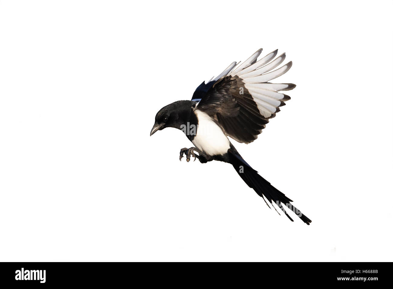 Magpie, Pica pica, single bird in flight, Warwickshire, January 2012 Stock Photo