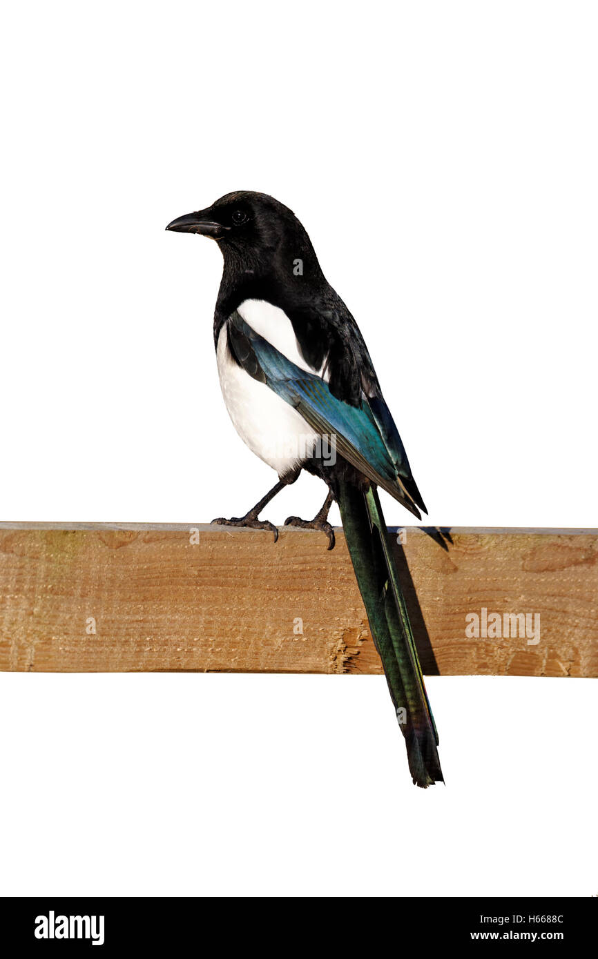 Magpie, Pica pica, single bird on fence, Warwickshire, January 2012 Stock Photo