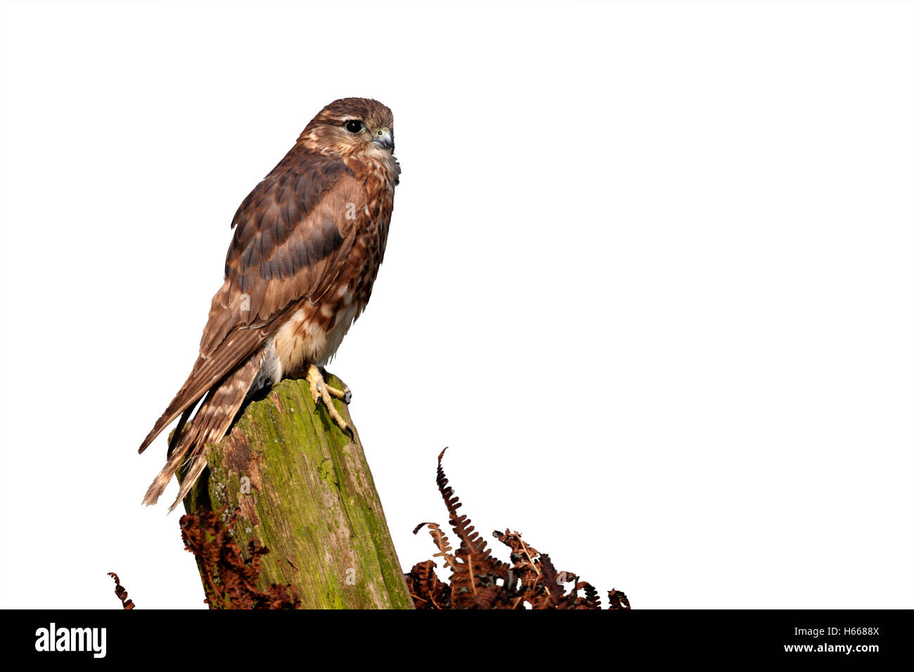 Merlin, Falco columbarius, single female on post, captive, April 2011 Stock Photo