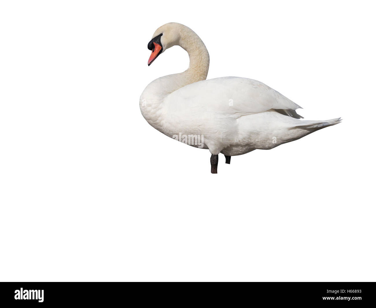 Mute swan,Cygnus olor, single bird in water, Glamorgan, Wales, March 2012 Stock Photo
