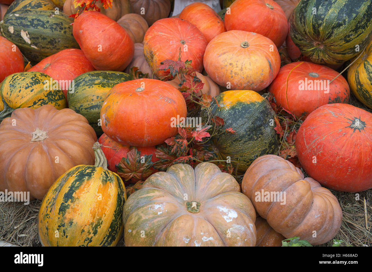 still life with pumpkins Stock Photo - Alamy