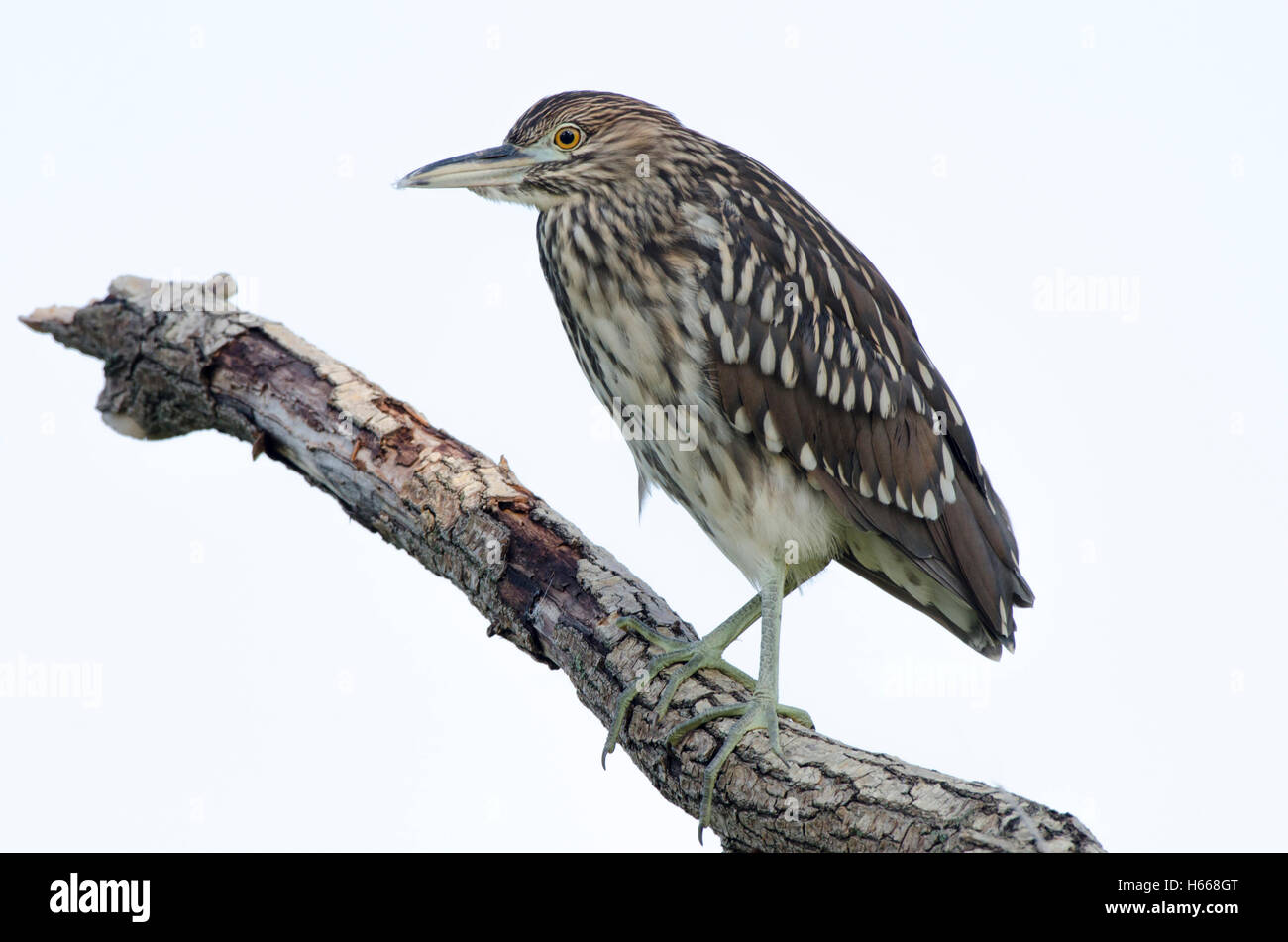 Female Black-crowned Night-Heron at Constitution Gardens, Washington DC
