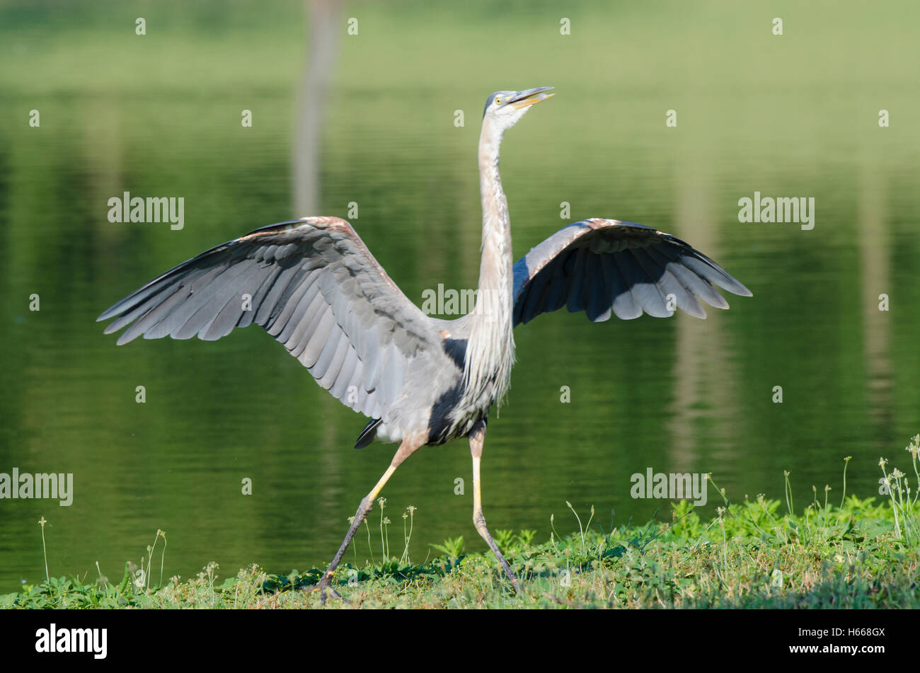 Great blue heron stretches its wings at Constitution Gardens in Washington DC. Stock Photo