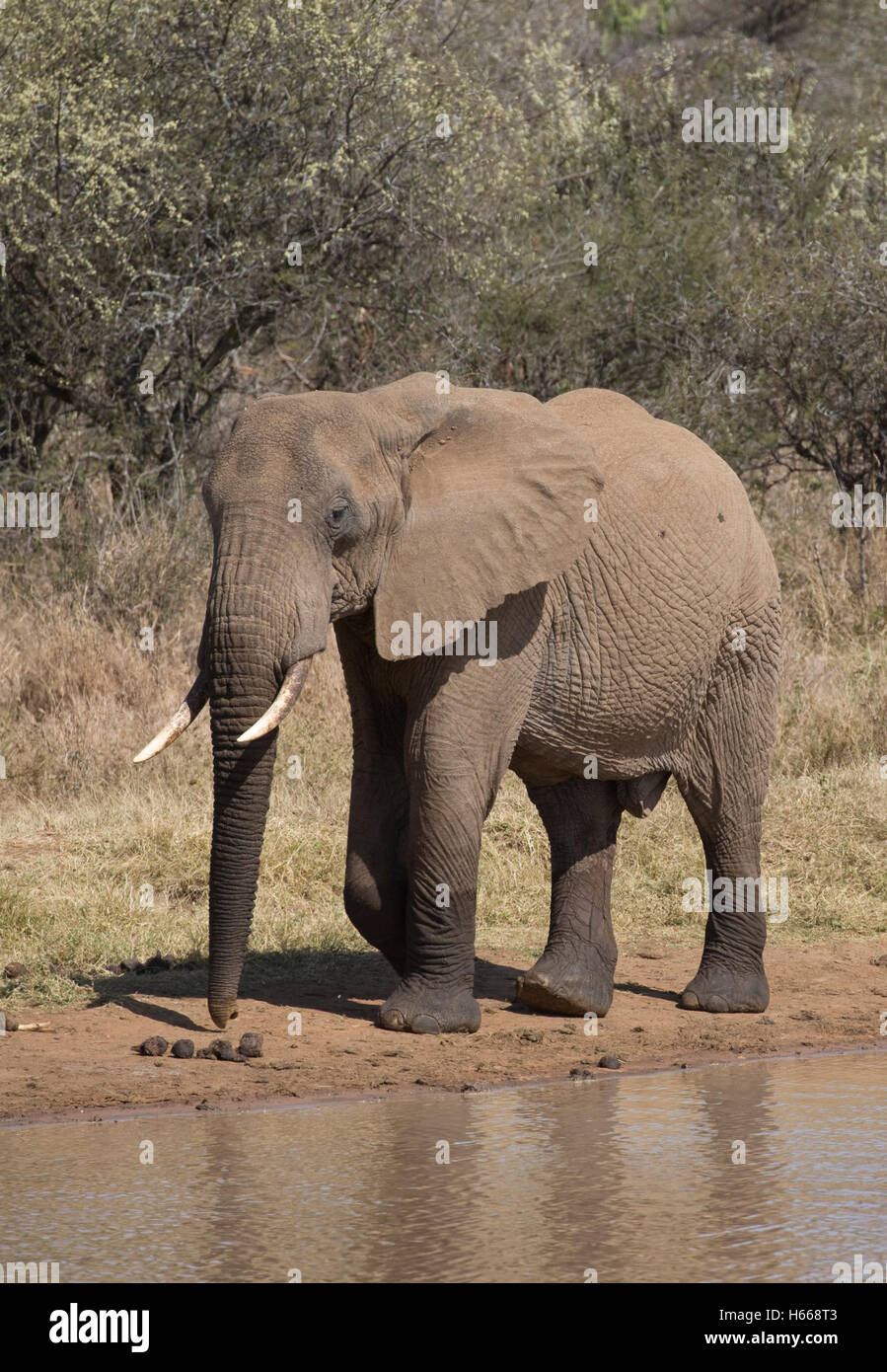 One African elephant walking Loxodanta africana by water reservoir Laikipia plateau grasslands Kenya Stock Photo