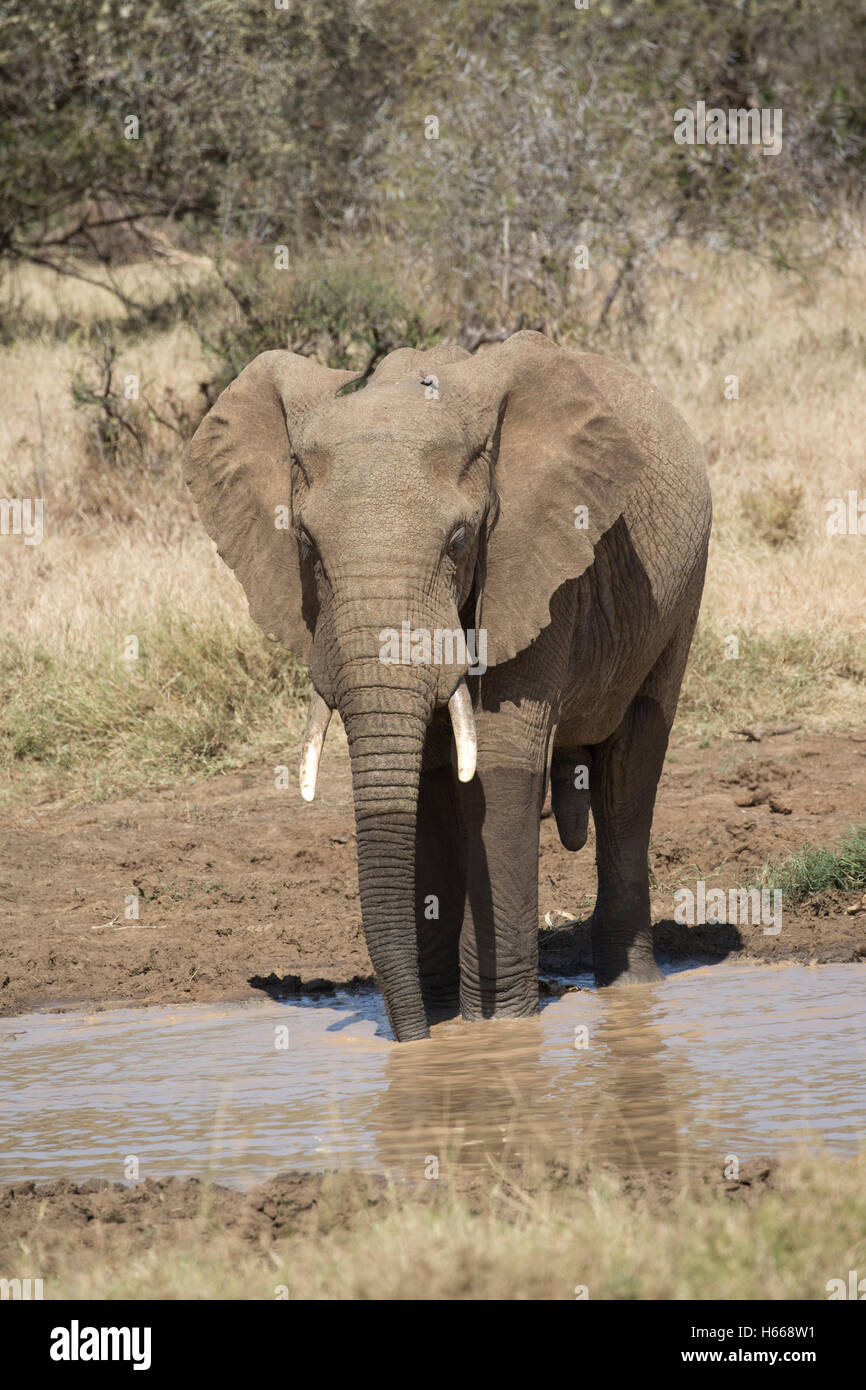 One African elephant drinking water hole Laikipia plateau grasslands Kenya Stock Photo