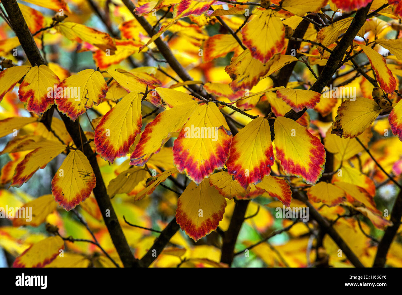 Witchhazel tree autumn leaves, colouring plant leaves Stock Photo Alamy