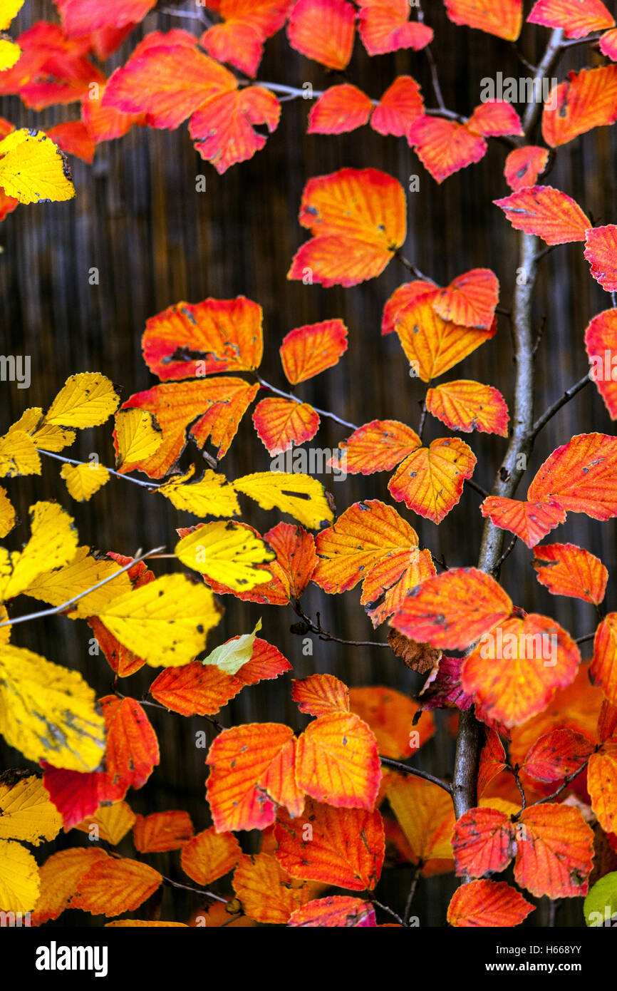 Japanese witch hazel tree Hamamelis japonica autumn garden colorful leaves Stock Photo
