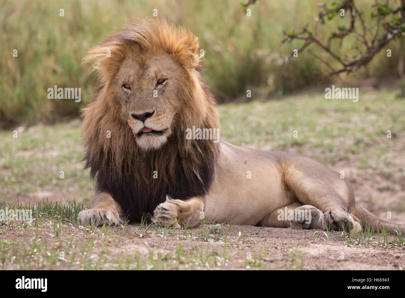 Solitary male large maned African lion resting Panthera leo Masai Mara Kenya Stock Photo