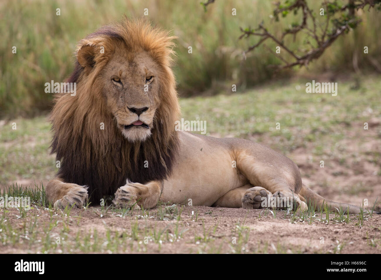 Solitary male large maned African lion resting Masai Mara Kenya Stock Photo